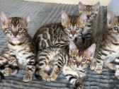 Balticbengals bengalijos kačiukai