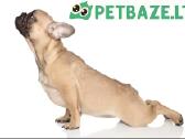 Prekes sunims internete Petbaze lt