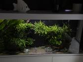 Akvariumų salonas - nuotraukos Nr. 3