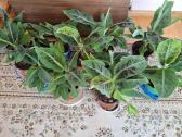 Nykštukiniai bananmedžiai - nuotraukos Nr. 3
