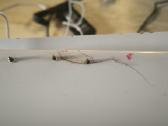 MacBook A1181 su pakroveju - nuotraukos Nr. 7
