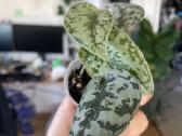 Epipremnum Silver Lady