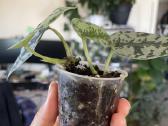 Epipremnum Silver Lady - nuotraukos Nr. 2