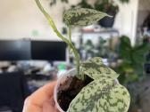 Epipremnum Silver Lady - nuotraukos Nr. 3