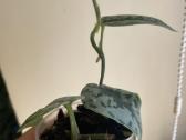 Epipremnum Silver Lady - nuotraukos Nr. 4