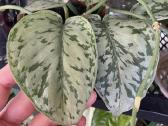 Epipremnum Silver Lady - nuotraukos Nr. 5