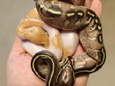 Python regius (Ball python)