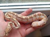 Python regius (Ball python) - nuotraukos Nr. 4