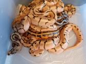 Python regius (Ball python) - nuotraukos Nr. 6