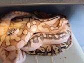 Python regius (Ball python) - nuotraukos Nr. 7