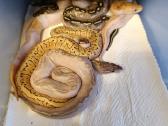 Python regius (Ball python) - nuotraukos Nr. 2