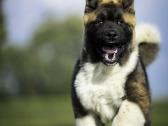 Amerikiečių Akita - nuotraukos Nr. 5