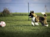 Amerikiečių Akita - nuotraukos Nr. 6