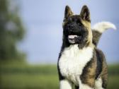 Amerikiečių Akita - nuotraukos Nr. 4