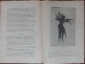 1592. Kaip Pagaminti Žalio Pašaro reta antikvarinė - nuotraukos Nr. 5