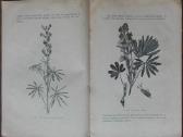 1594. Žalia Trąša reta antikvarinė-kolekcinė - nuotraukos Nr. 3