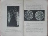 1595. Varpinių Javų Ligos Ir Gadintojai reta antik - nuotraukos Nr. 3