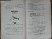 1595. Varpinių Javų Ligos Ir Gadintojai reta antik - nuotraukos Nr. 7