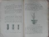 1595. Varpinių Javų Ligos Ir Gadintojai reta antik - nuotraukos Nr. 8