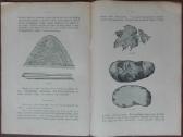 1597. Bulvės reta antikvarinė-kolekcinė - nuotraukos Nr. 8