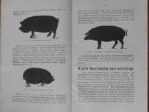 1600. Bekoniniėms Kiaulėms Gerinti Priemonės - nuotraukos Nr. 4