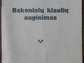 1604. Bekoninių Kiaulių Auginimas reta antikvarinė
