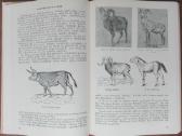 1610. Gyvulininkystė - nuotraukos Nr. 3
