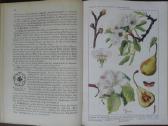 1619. Schmel Leitfaden Der Pflanzenkunde - nuotraukos Nr. 4