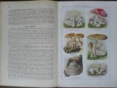 1619. Schmel Leitfaden Der Pflanzenkunde - nuotraukos Nr. 6