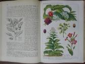 1619. Schmel Leitfaden Der Pflanzenkunde - nuotraukos Nr. 7