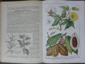 1619. Schmel Leitfaden Der Pflanzenkunde - nuotraukos Nr. 8