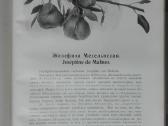1622. Крымское Промышленное Плодоводство - nuotraukos Nr. 17