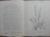 1634. Ką Aš Girdėjau Pievoje? labai reta antikvari - nuotraukos Nr. 2