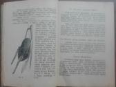 1638. Kaip Pievos Pagerinti labai reta antikvarinė - nuotraukos Nr. 3