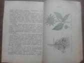 1639. Šakniavaisiai J. Kriščiūnas labai reta antik - nuotraukos Nr. 5