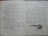 1641. Mūsų Kūdra labai reta antikvarinė-kolekcinė - nuotraukos Nr. 4