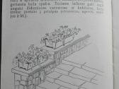 1644. Balkonų Apželdinimas A. Boguševičiūtė - nuotraukos Nr. 5