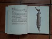 "Gėlavandenės žuvys" lenkų kalba 1971 metai - nuotraukos Nr. 9