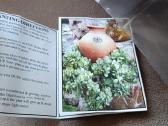 Išskirtinis Down under pots vazonas - nuotraukos Nr. 16