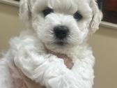 Kilmingi garbanotieji bišonai/ bichon frise - nuotraukos Nr. 5