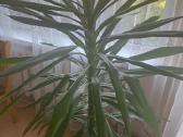 Gėlė Juka - nuotraukos Nr. 5