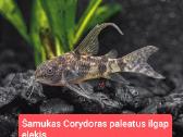 Įvairios akvariumo žuvytės, augalai, maistelis - nuotraukos Nr. 7