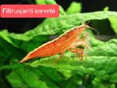 Įvairios akvariumo žuvytės, augalai, maistelis - nuotraukos Nr. 9