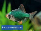 Įvairios akvariumo žuvytės, augalai, maistelis - nuotraukos Nr. 10