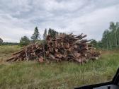 Medžių ir krūmų iškirtimas - apleisto sklypo valym - nuotraukos Nr. 3