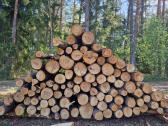 Medžių ir krūmų iškirtimas - apleisto sklypo valym - nuotraukos Nr. 6