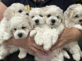 Kilmingi garbanotieji bišonai/ bichon frise - nuotraukos Nr. 2