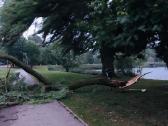 Pavojingų medžių likvidavimas, šakų išvežimas - nuotraukos Nr. 2