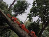 Pavojingų medžių likvidavimas, šakų išvežimas - nuotraukos Nr. 7
