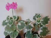 Pelargonija Leamington - nuotraukos Nr. 9